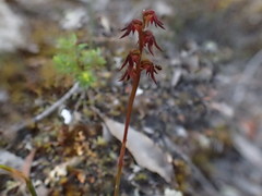 Genoplesium despectans