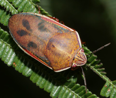 Coleotichus costatus