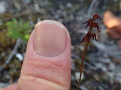 Genoplesium despectans