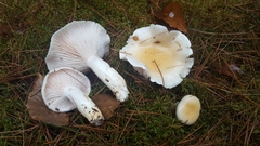 Hygrophorus flavodiscus