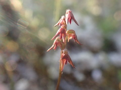 Genoplesium despectans