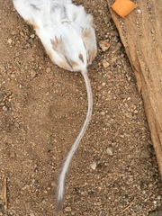 Dipodomys merriami