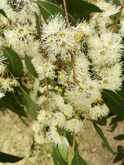 Eucalyptus strzeleckii