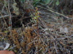 Genoplesium despectans