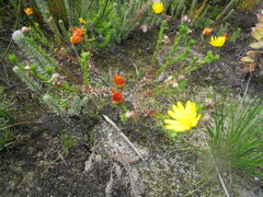 Ursinia trifida