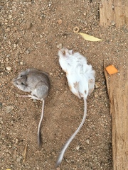Dipodomys merriami
