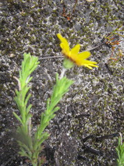 Ursinia trifida