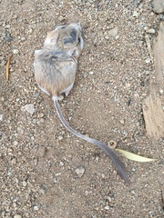 Dipodomys merriami