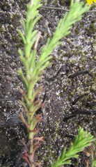 Ursinia trifida