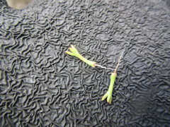 Ursinia trifida