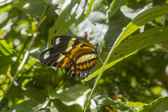 Heliconius ethilla narcaea