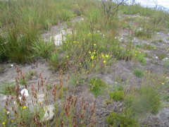 Ursinia trifida