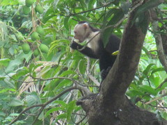 Cebus capucinus