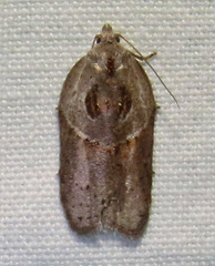 Acleris maculidorsana