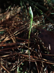 Pterostylis parviflora