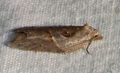 Acleris maculidorsana