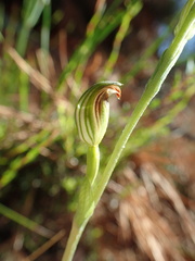 Pterostylis parviflora