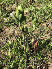 Baptisia sphaerocarpa