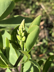 Baptisia sphaerocarpa