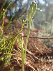 Pterostylis parviflora