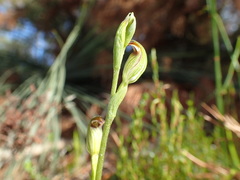Pterostylis parviflora
