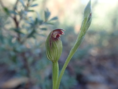 Pterostylis parviflora