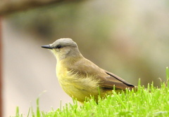Machetornis rixosa