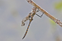 Epitheca petechialis