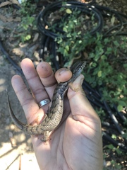 Elgaria paucicarinata