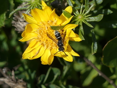 Stenodynerus anormis