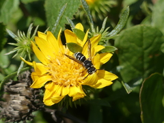 Stenodynerus anormis