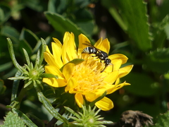 Stenodynerus anormis