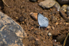 Neopithecops zalmora dharma