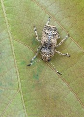 Phloeobius