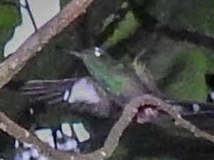 Chalybura urochrysia