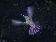 Chalybura urochrysia