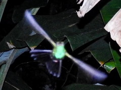Chalybura urochrysia