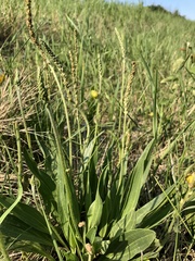 Plantago eriopoda