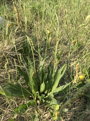 Plantago eriopoda
