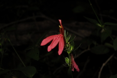 Justicia brasiliana