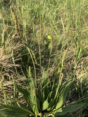 Plantago eriopoda