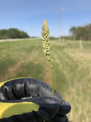 Plantago eriopoda