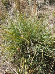 Lomandra collina