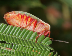 Coleotichus costatus