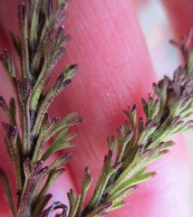 Ursinia trifida