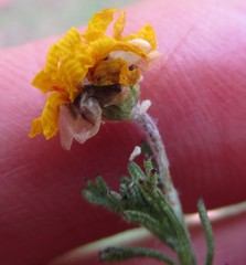 Ursinia trifida