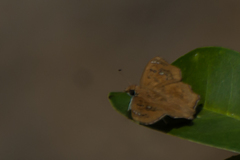 Caprona ransonnettii potiphera