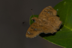 Caprona ransonnettii potiphera