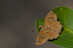 Caprona ransonnettii potiphera