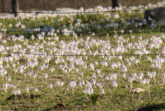 Zephyranthes pantanalensis